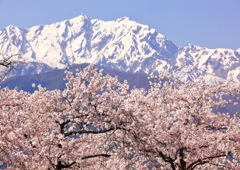 鹿島槍とソメイヨシノ