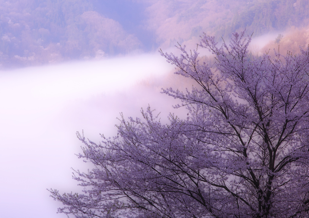 桜仙狭の山桜
