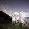 孤高の一本桜