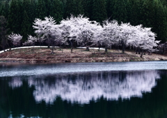 中子の桜