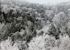 3月の霧氷