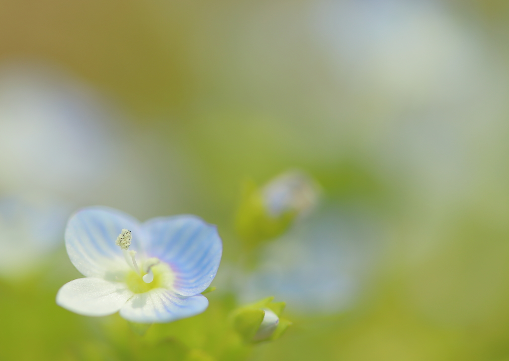 庭先のおおいぬのふぐり