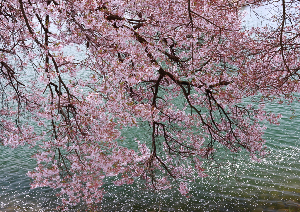 高遠の桜