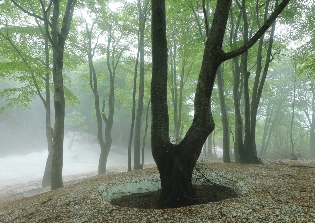 鍋倉山の森の新緑