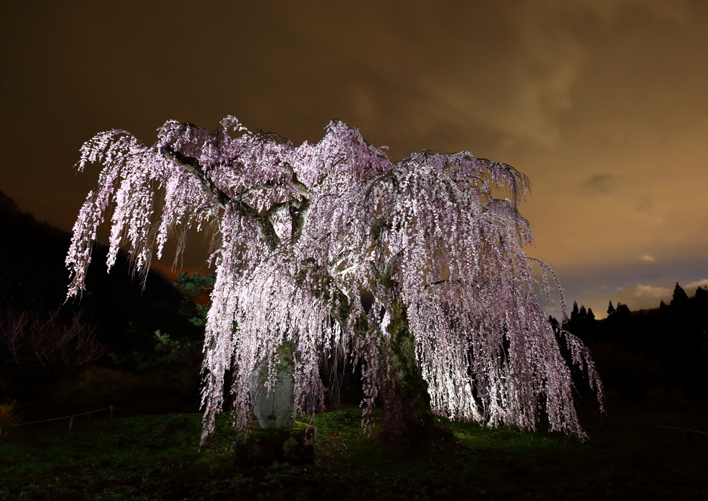 弁天さんのしだれ桜