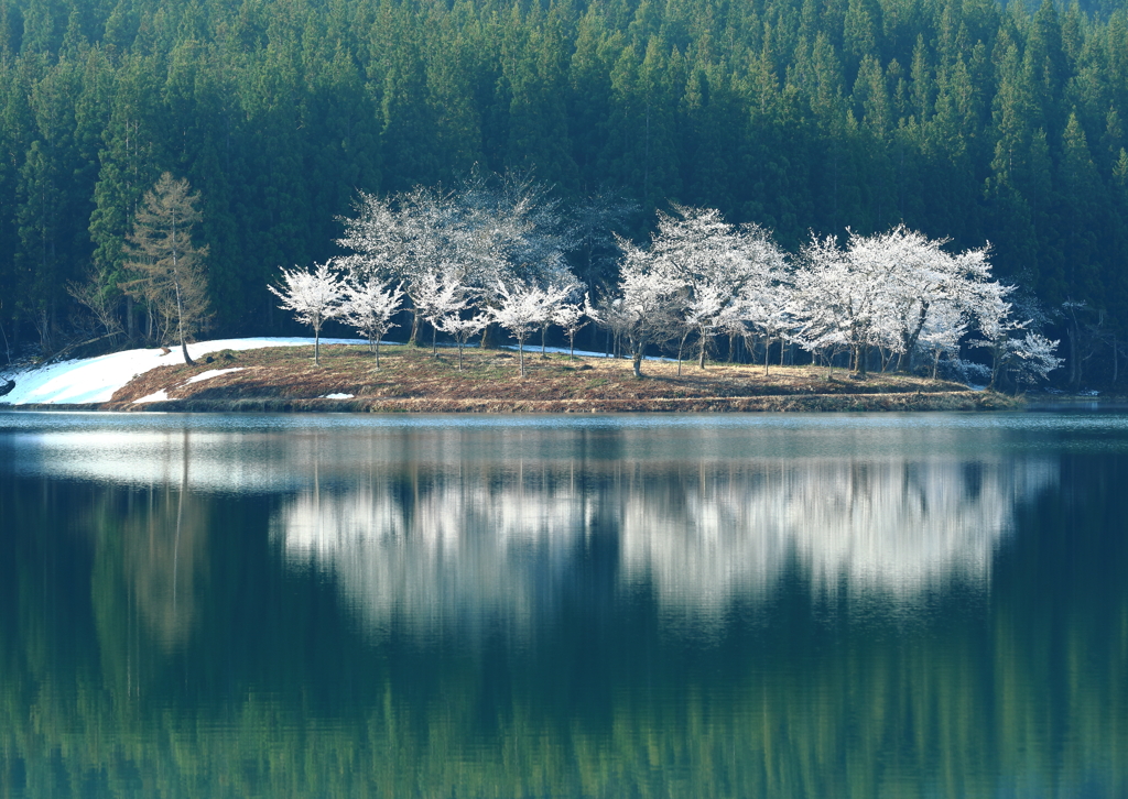 中子の桜