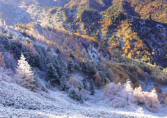 森の紅葉と初雪