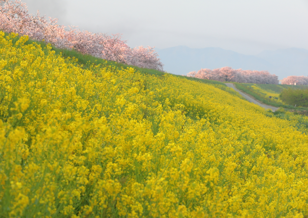 小布施の桜堤