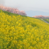 小布施の桜堤
