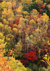 パステルカラーの秋の森