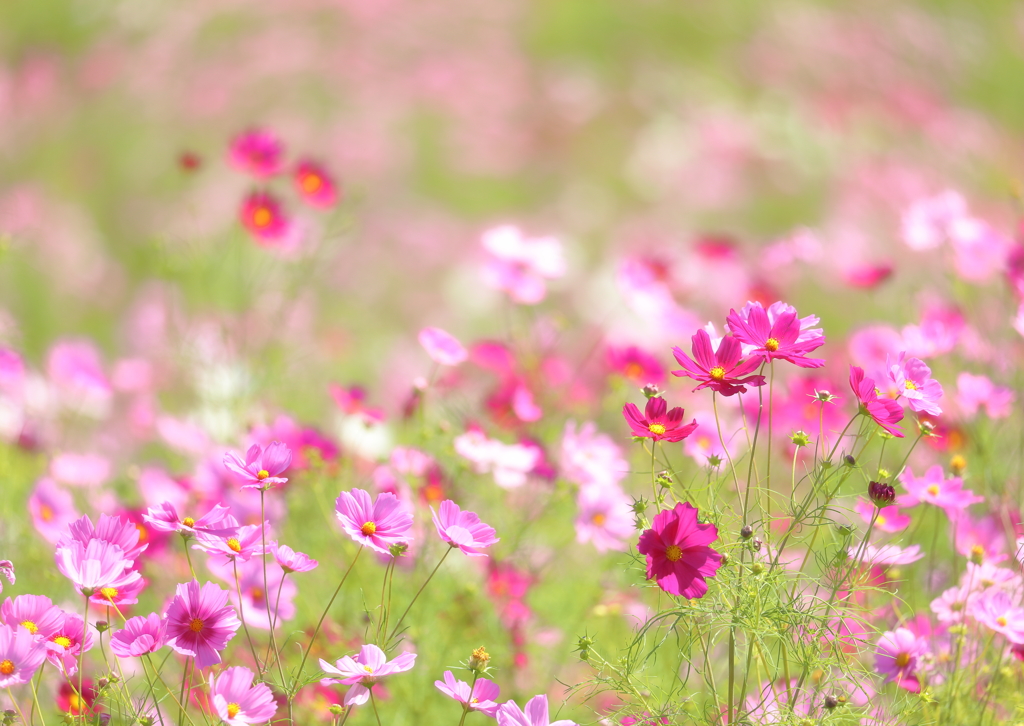 秋桜日和
