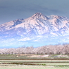 妙高山と桜並木