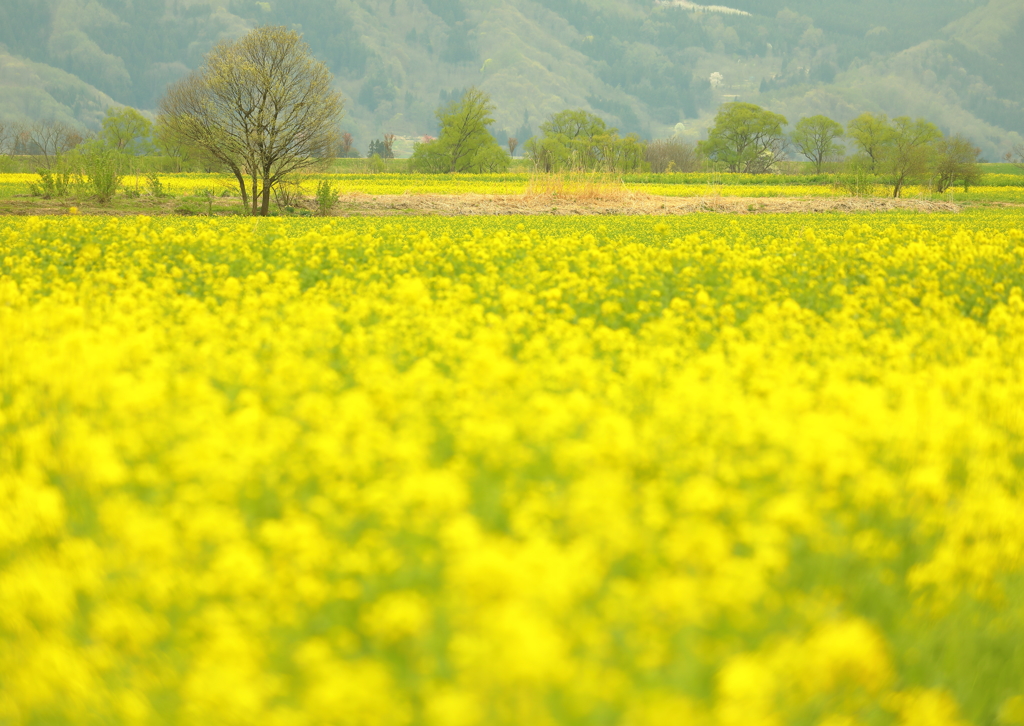 黄色い草原