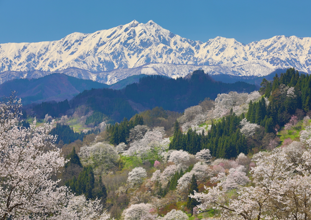 鹿島槍と山桜