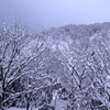 春の雪