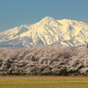 妙高山桜情景