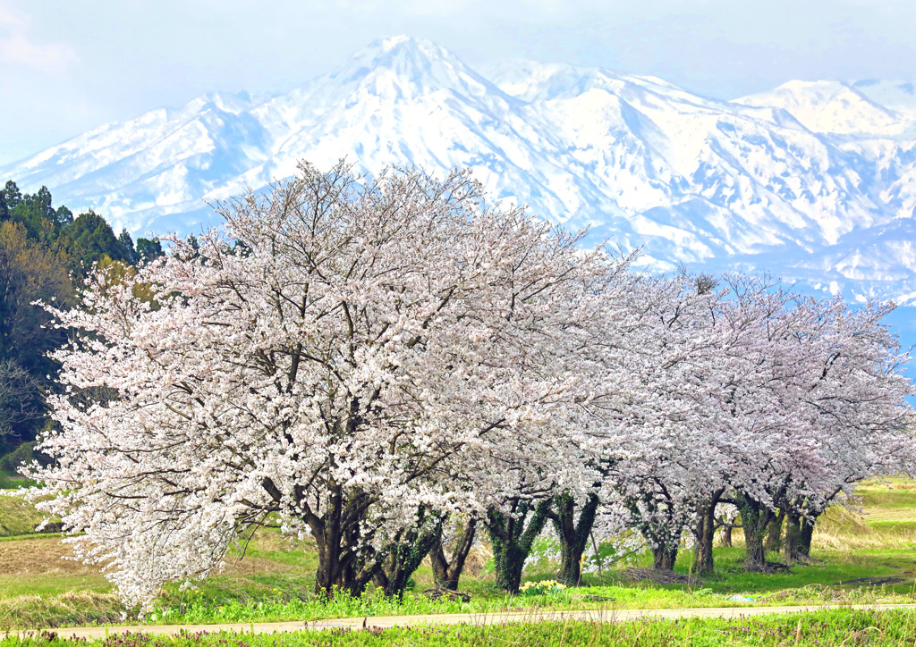 春の妙高山