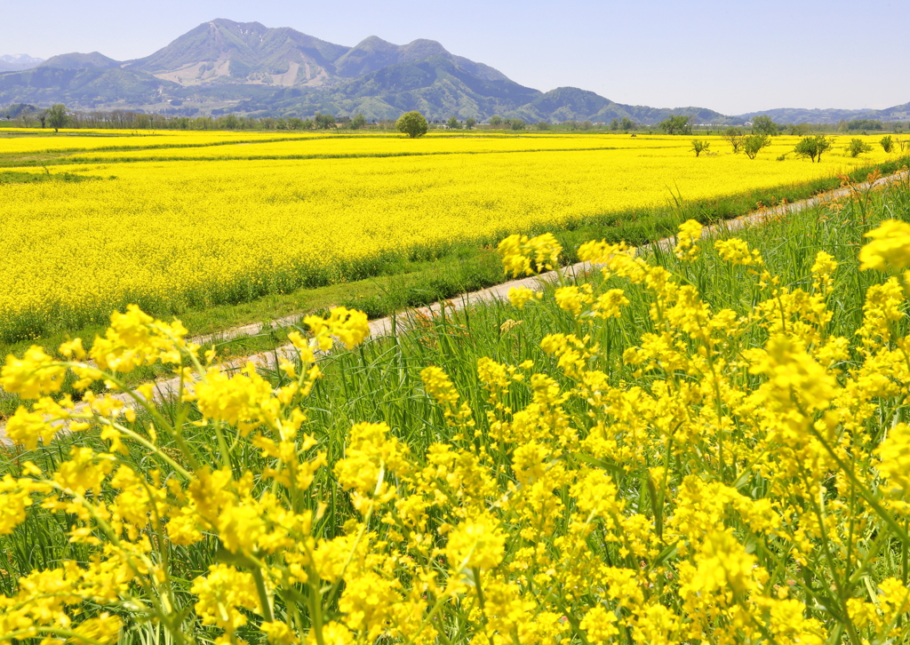 高社山と菜の花畑