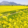 高社山と菜の花畑