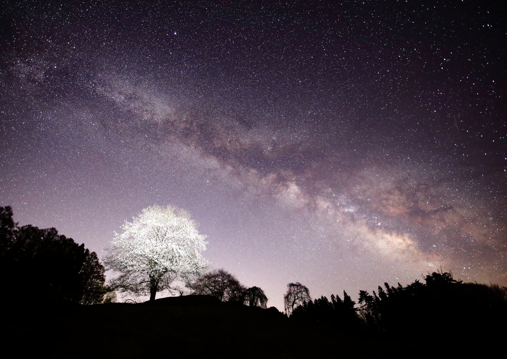 春の夜の夢