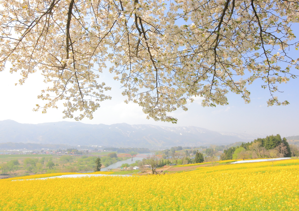 飯山菜の花公園