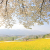飯山菜の花公園