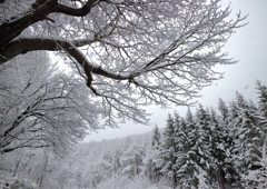 春先の雪