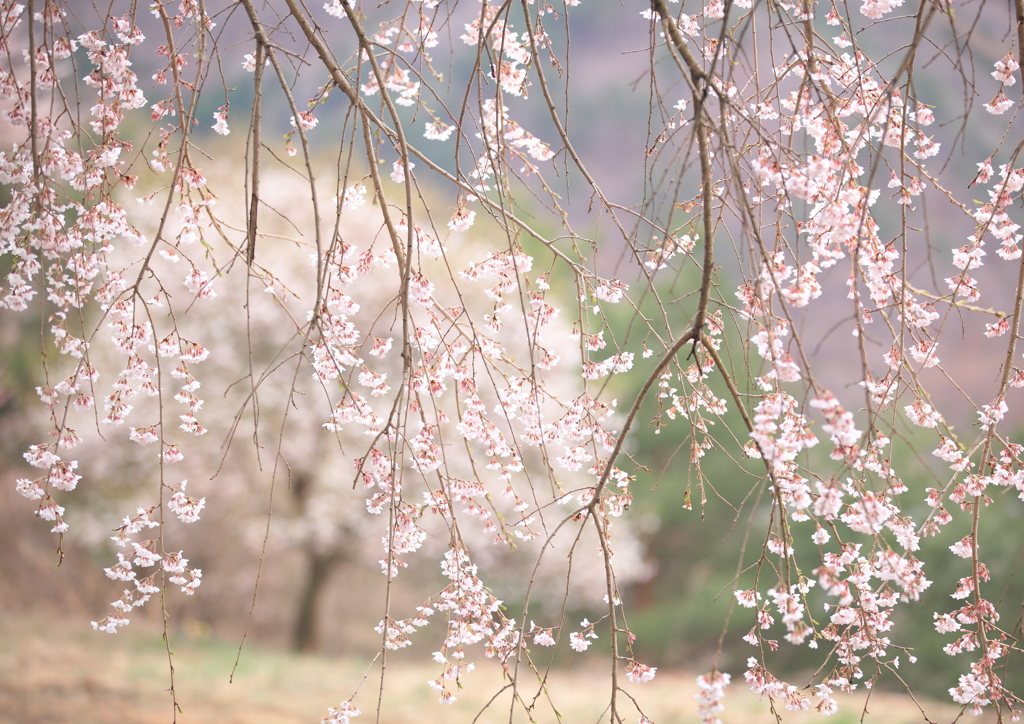 春の陽だまりの中で