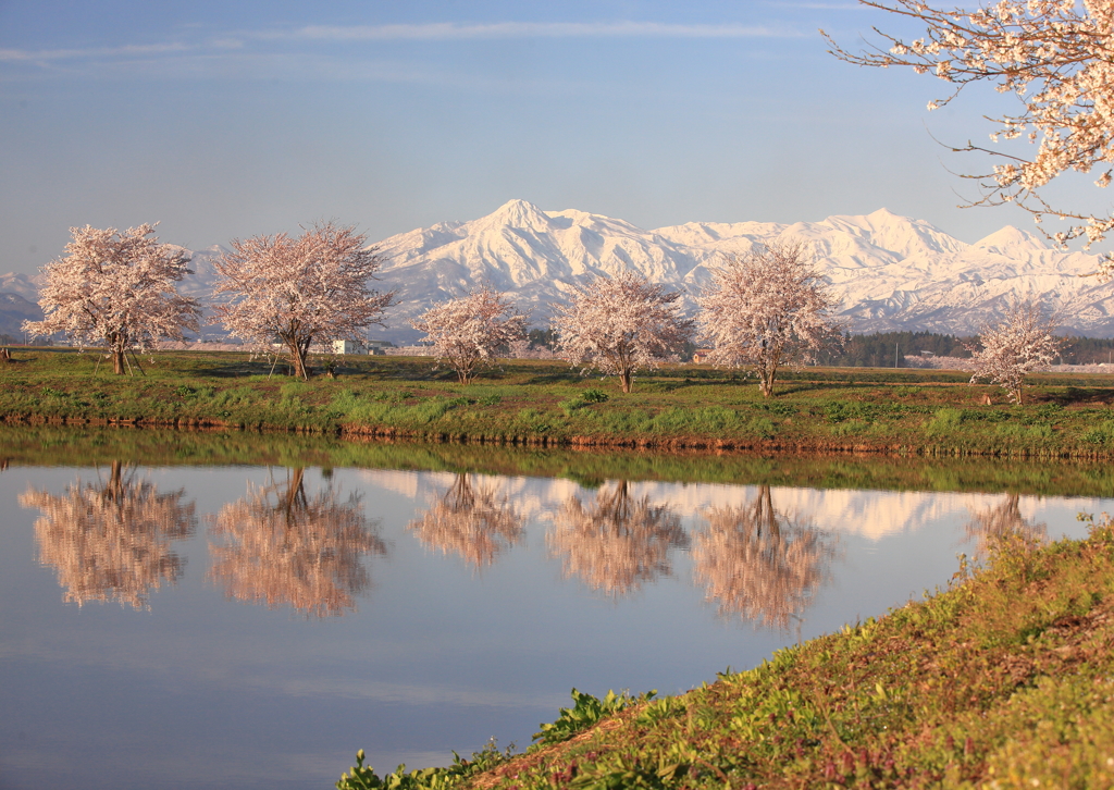 桜映