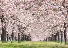 小布施の桜並木