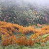 秋の黄金色の谷