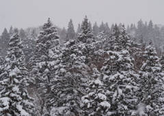 豪雪