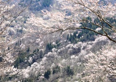 陸郷桜仙狭