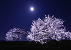 月夜桜