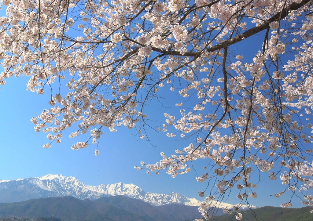 桜と憧れの白い稜線