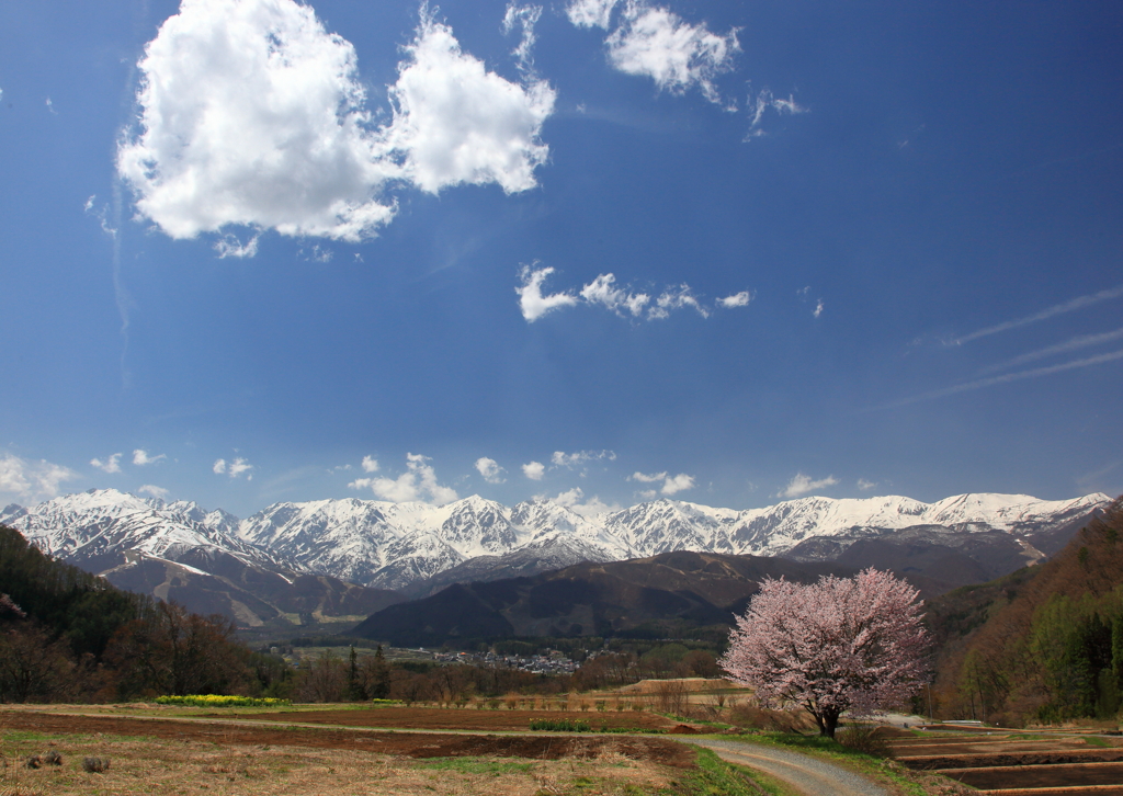 野平の一本桜