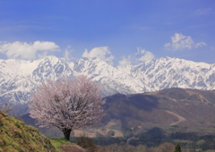 白馬三山と一本桜
