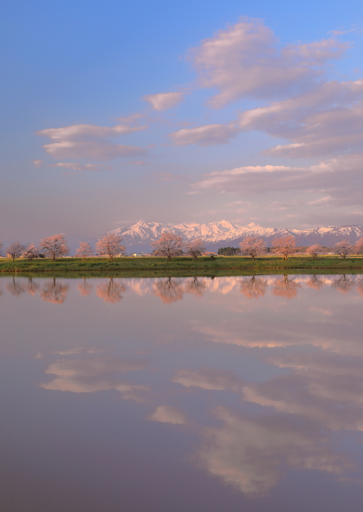 ある桜のある風景