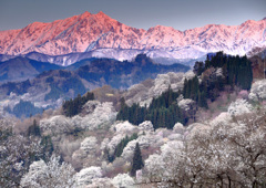 鹿島槍と山桜