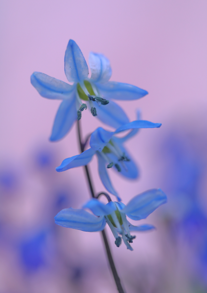 春の青い花 By キャンディーズ Club Id 写真共有サイト Photohito