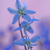 春の青い花