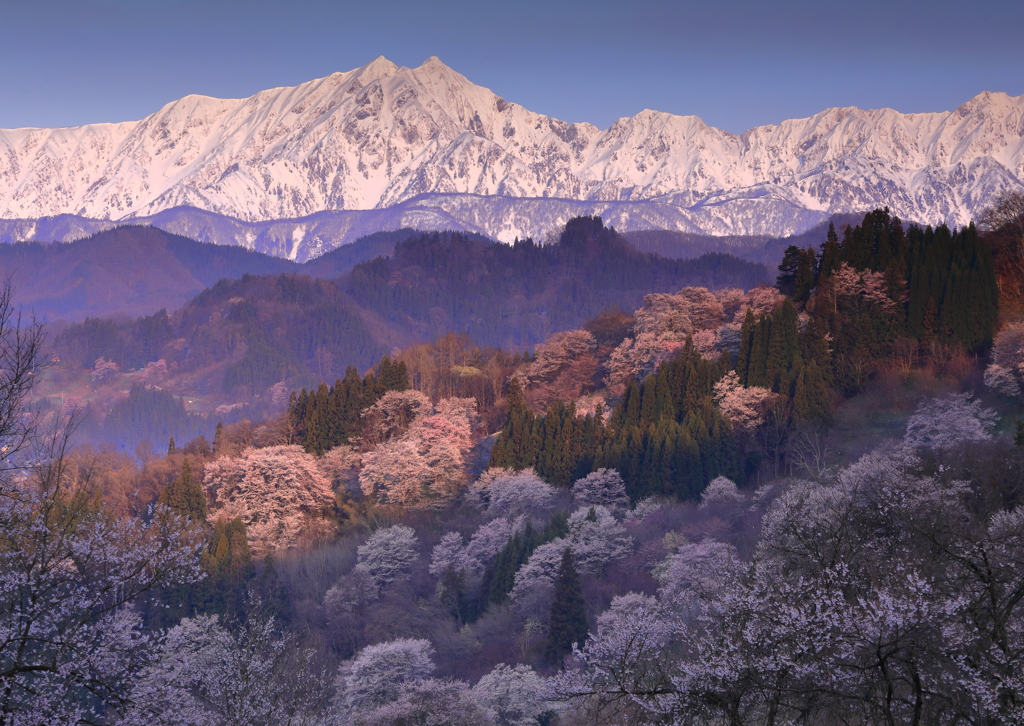 鹿島槍と朝陽を浴びる山桜