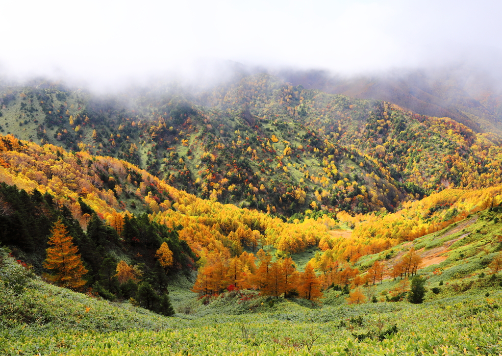 wood's in autumn
