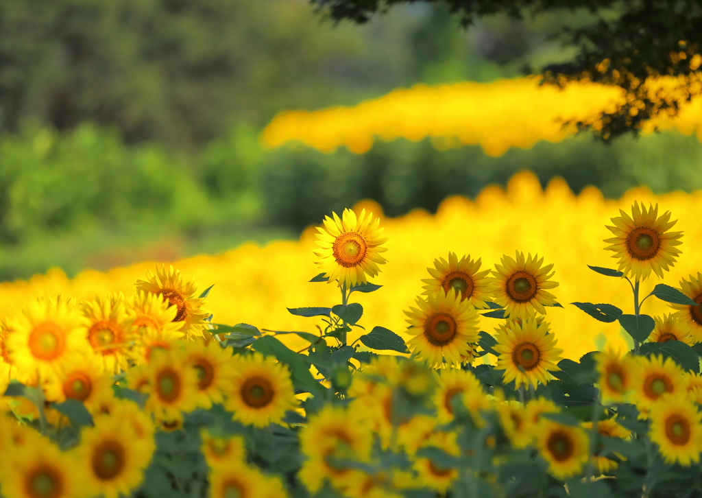 今年の夏の思い出