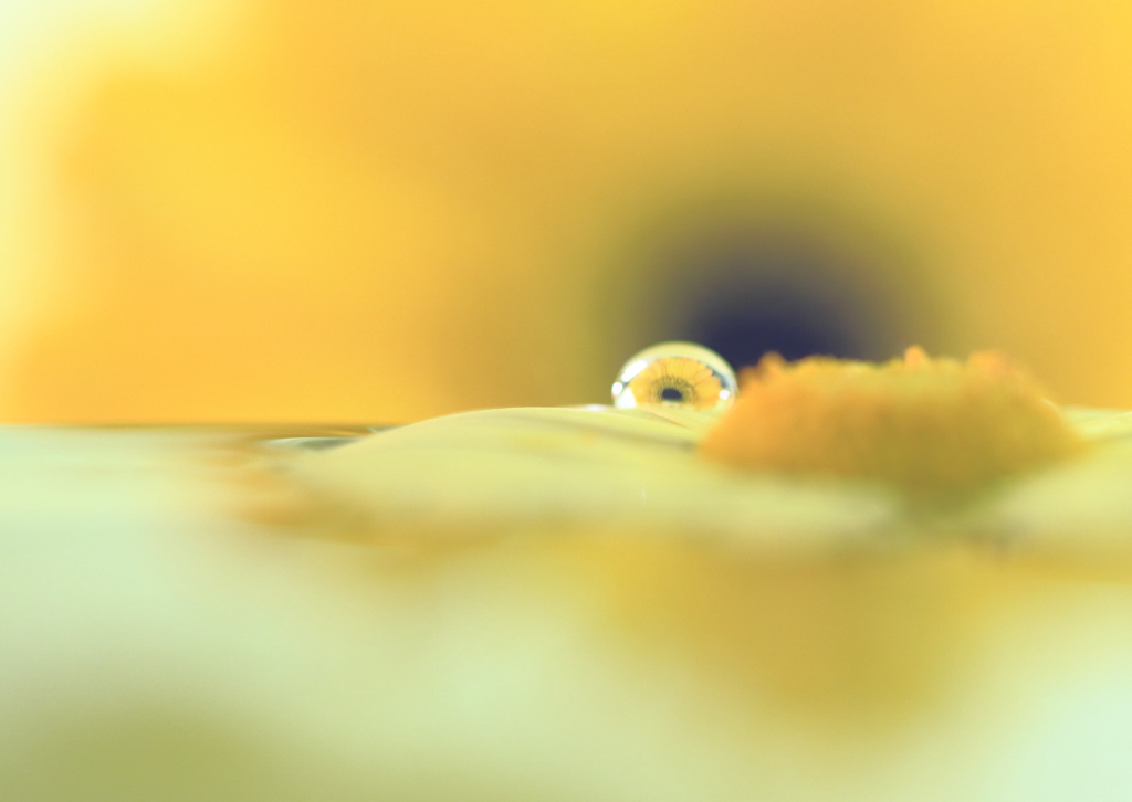 Yellow flower