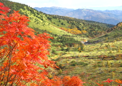 ナナカマドの紅葉