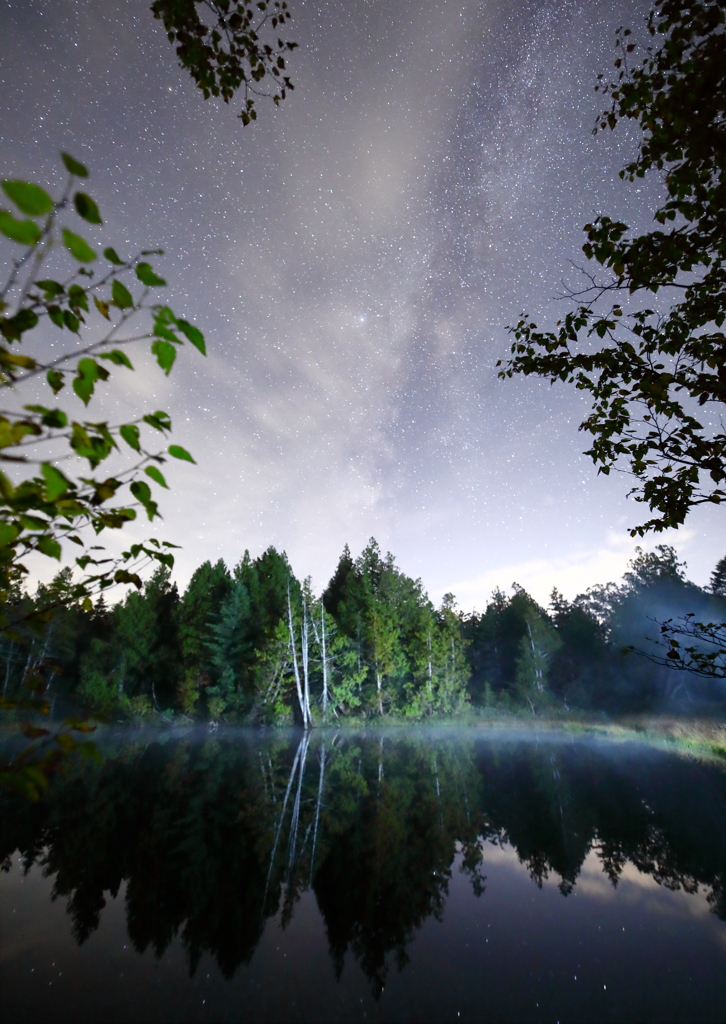 静かな森の夜