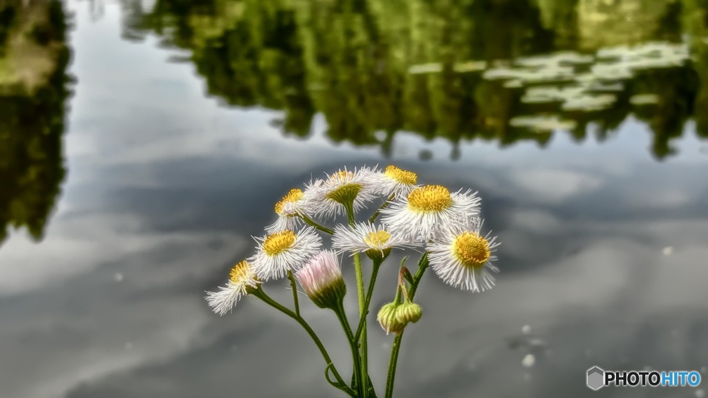 around the pond