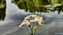 around the pond