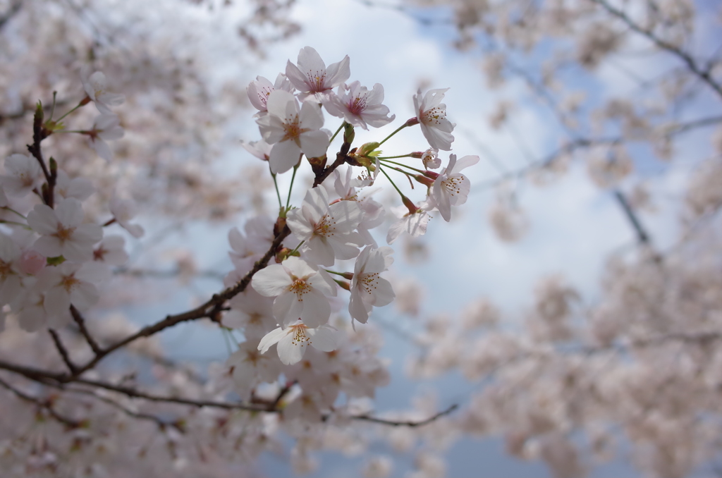 宮島の桜